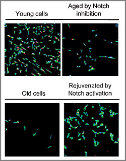 Human muscle stem cell regenerative activity is depicted in green and red